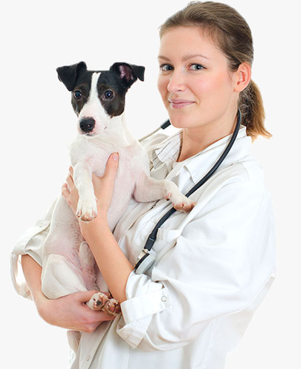 Conception web animaux avantages