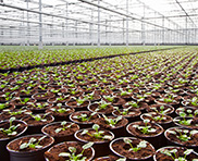 Conception web jardin introduction